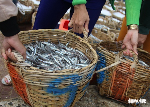 Ngư dân Ninh Thuận về bến xuân, khoang thuyền đầy ắp cá cơm - Ảnh 1. Ngư dân Ninh Thuận về bến xuân, khoang thuyền đầy ắp cá cơm - Ảnh 1.