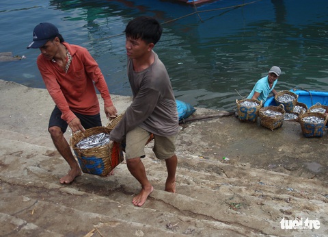 Ngư dân Ninh Thuận về bến xuân, khoang thuyền đầy ắp cá cơm - Ảnh 4. Ngư dân Ninh Thuận về bến xuân, khoang thuyền đầy ắp cá cơm - Ảnh 4.