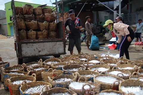 Ngư dân Ninh Thuận về bến xuân, khoang thuyền đầy ắp cá cơm - Ảnh 6. Ngư dân Ninh Thuận về bến xuân, khoang thuyền đầy ắp cá cơm - Ảnh 6.