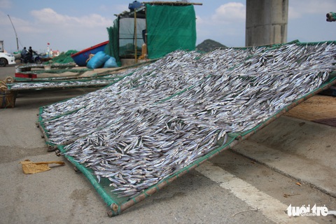 Ngư dân Ninh Thuận về bến xuân, khoang thuyền đầy ắp cá cơm - Ảnh 7. Ngư dân Ninh Thuận về bến xuân, khoang thuyền đầy ắp cá cơm - Ảnh 7.