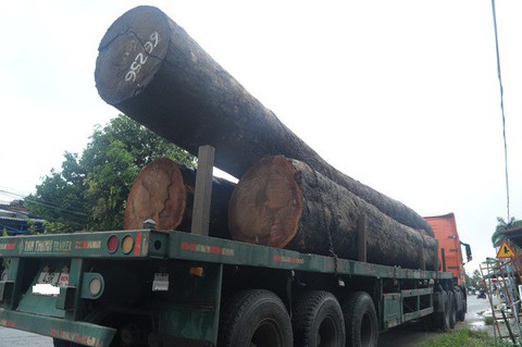 Bị gỗ khủng từ xe tải rơi xuống đè trúng, một tài xế tử vong - Ảnh 1. Bị gỗ khủng từ xe tải rơi xuống đè trúng, một tài xế tử vong - Ảnh 1.