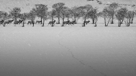 24 Frames - Lời giã biệt đầy chất thơ của Abbas Kiarostami - Ảnh 6. 24 Frames - Lời giã biệt đầy chất thơ của Abbas Kiarostami - Ảnh 6.