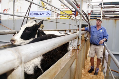 Vinamilk nhập thêm bò, hướng tới chủ động nguyên liệu - Ảnh 1. Vinamilk nhập thêm bò, hướng tới chủ động nguyên liệu - Ảnh 1.