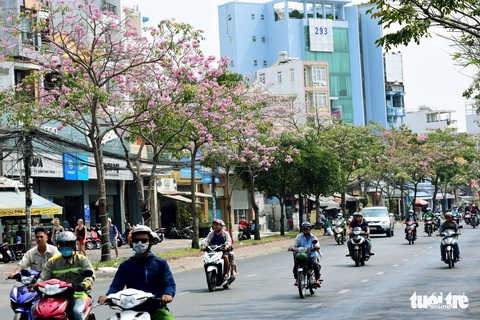 Hoa kèn hồng bung nở sớm, nhuộm tím những góc trời Sài Gòn - Ảnh 5. Hoa kèn hồng bung nở sớm, nhuộm tím những góc trời Sài Gòn - Ảnh 5.