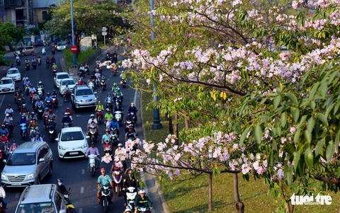 Hoa kèn hồng bung nở sớm, nhuộm tím những góc trời Sài Gòn - Ảnh 6. Hoa kèn hồng bung nở sớm, nhuộm tím những góc trời Sài Gòn - Ảnh 6.
