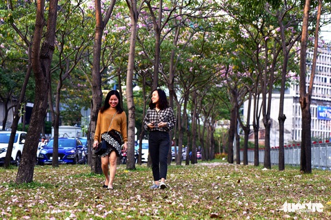 Hoa kèn hồng bung nở sớm, nhuộm tím những góc trời Sài Gòn - Ảnh 8. Hoa kèn hồng bung nở sớm, nhuộm tím những góc trời Sài Gòn - Ảnh 8.