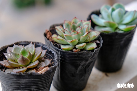 Giấc mơ nghiên cứu liệu trình điều trị ung thư của cô gái vàng 19 tuổi - Ảnh 10. Giấc mơ nghiên cứu liệu trình điều trị ung thư của cô gái vàng 19 tuổi - Ảnh 10.