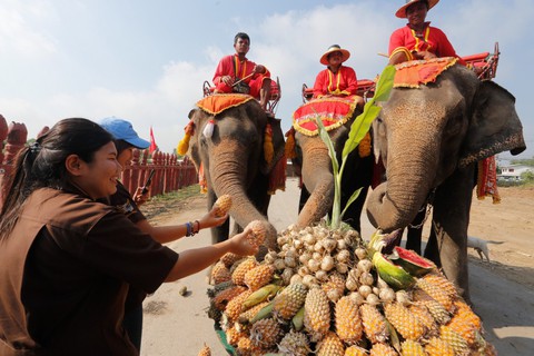 Ngày voi quốc gia Thái Lan: tắm, chơi và ăn rau quả - Ảnh 5. Ngày voi quốc gia Thái Lan: tắm, chơi và ăn rau quả - Ảnh 5.