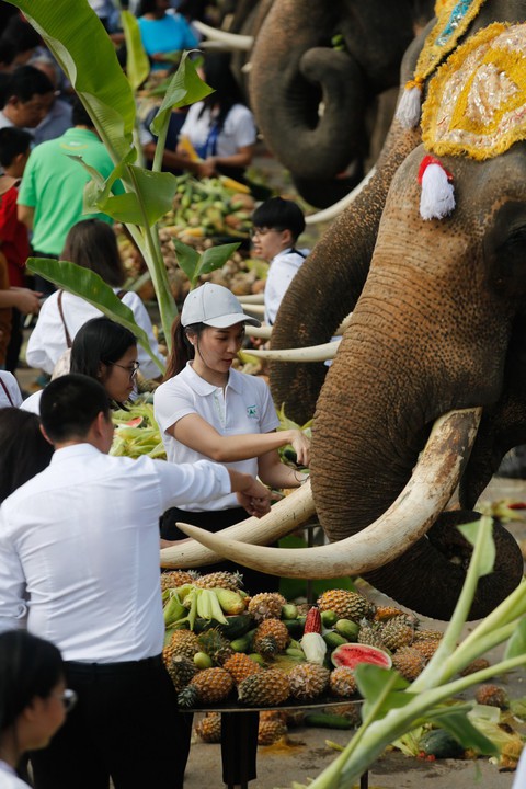Ngày voi quốc gia Thái Lan: tắm, chơi và ăn rau quả - Ảnh 9. Ngày voi quốc gia Thái Lan: tắm, chơi và ăn rau quả - Ảnh 9.