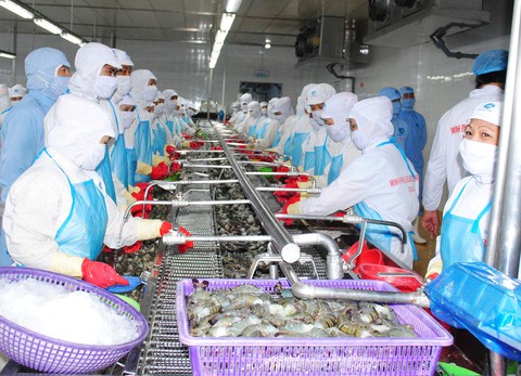 TP.HCM, ĐBSCL đỏ mắt tìm công nhân chế biến thủy sản - Ảnh 1. TP.HCM, ĐBSCL đỏ mắt tìm công nhân chế biến thủy sản - Ảnh 1.