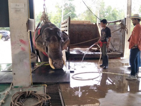 Ngày voi quốc gia Thái Lan: tắm, chơi và ăn rau quả - Ảnh 20. Ngày voi quốc gia Thái Lan: tắm, chơi và ăn rau quả - Ảnh 20.