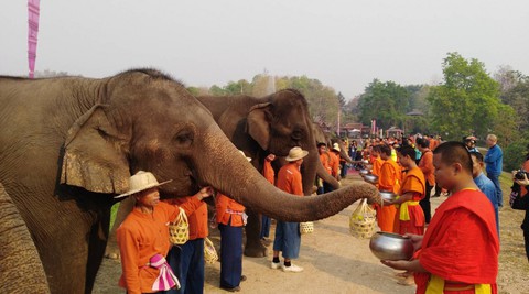 Ngày voi quốc gia Thái Lan: tắm, chơi và ăn rau quả - Ảnh 16. Ngày voi quốc gia Thái Lan: tắm, chơi và ăn rau quả - Ảnh 16.