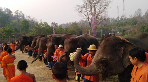 Ngày voi quốc gia Thái Lan: tắm, chơi và ăn rau quả - Ảnh 17. Ngày voi quốc gia Thái Lan: tắm, chơi và ăn rau quả - Ảnh 17.