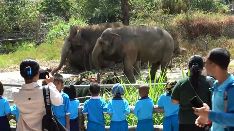 Ngày voi quốc gia Thái Lan: tắm, chơi và ăn rau quả - Ảnh 19. Ngày voi quốc gia Thái Lan: tắm, chơi và ăn rau quả - Ảnh 19.