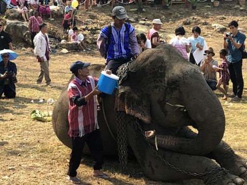 Ngày voi quốc gia Thái Lan: tắm, chơi và ăn rau quả - Ảnh 15. Ngày voi quốc gia Thái Lan: tắm, chơi và ăn rau quả - Ảnh 15.