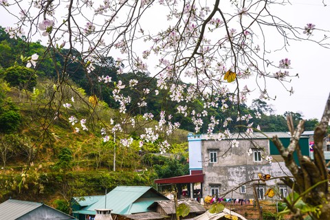 Cung đường 100km ngắm hoa ban rực rỡ miền Tây Bắc - Ảnh 9. Cung đường 100km ngắm hoa ban rực rỡ miền Tây Bắc - Ảnh 9.