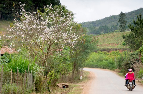 Cung đường 100km ngắm hoa ban rực rỡ miền Tây Bắc - Ảnh 5. Cung đường 100km ngắm hoa ban rực rỡ miền Tây Bắc - Ảnh 5.