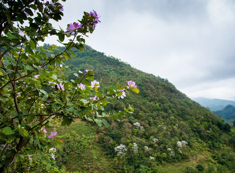 Cung đường 100km ngắm hoa ban rực rỡ miền Tây Bắc - Ảnh 6. Cung đường 100km ngắm hoa ban rực rỡ miền Tây Bắc - Ảnh 6.