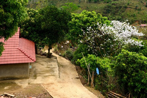 Cung đường 100km ngắm hoa ban rực rỡ miền Tây Bắc - Ảnh 8. Cung đường 100km ngắm hoa ban rực rỡ miền Tây Bắc - Ảnh 8.