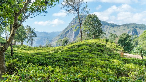 Băng qua những đồi chè xanh mướt ở Sri Lanka - Ảnh 1. Băng qua những đồi chè xanh mướt ở Sri Lanka - Ảnh 1.