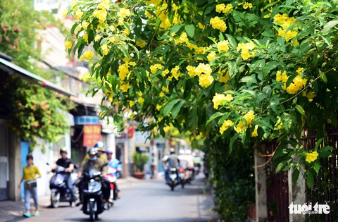 Hoa huỳnh liên rợp bóng đường ray xe lửa chiều Sài Gòn - Ảnh 6. Hoa huỳnh liên rợp bóng đường ray xe lửa chiều Sài Gòn - Ảnh 6.