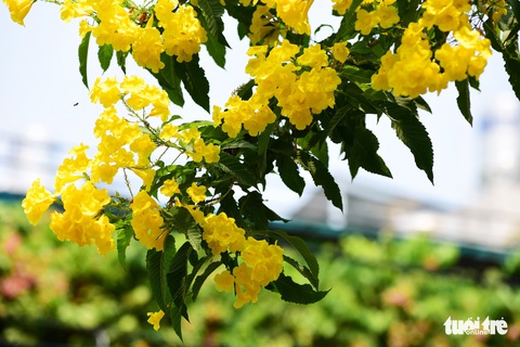 Hoa huỳnh liên rợp bóng đường ray xe lửa chiều Sài Gòn - Ảnh 7. Hoa huỳnh liên rợp bóng đường ray xe lửa chiều Sài Gòn - Ảnh 7.