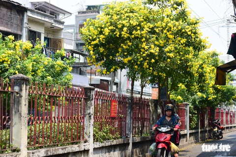 Hoa huỳnh liên rợp bóng đường ray xe lửa chiều Sài Gòn - Ảnh 8. Hoa huỳnh liên rợp bóng đường ray xe lửa chiều Sài Gòn - Ảnh 8.