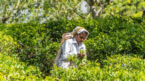 Băng qua những đồi chè xanh mướt ở Sri Lanka - Ảnh 3. Băng qua những đồi chè xanh mướt ở Sri Lanka - Ảnh 3.