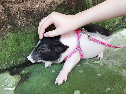 Heo cảnh mini nhập lậu tăng trong khi dịch tả heo châu Phi chưa giảm - Ảnh 1. Heo cảnh mini nhập lậu tăng trong khi dịch tả heo châu Phi chưa giảm - Ảnh 1.
