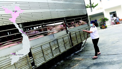 Ngăn dịch tả heo lan vào miền Nam - Ảnh 1. Ngăn dịch tả heo lan vào miền Nam - Ảnh 1.