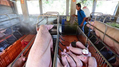 Ngăn dịch tả heo lan vào miền Nam - Ảnh 2. Ngăn dịch tả heo lan vào miền Nam - Ảnh 2.
