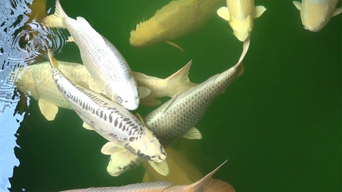Dân Sài thành chơi cá koi bạc tỉ - Ảnh 4. Dân Sài thành chơi cá koi bạc tỉ - Ảnh 4.