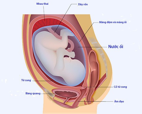 Khi mang thai bị rỉ ối - Ảnh 1. Khi mang thai bị rỉ ối - Ảnh 1.