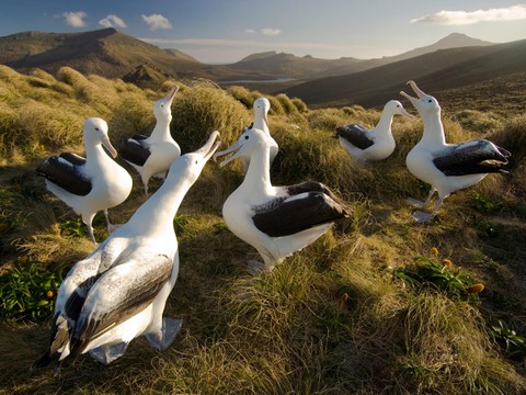 Có một New Zealand nguyên sơ và thanh bình - Ảnh 12. Có một New Zealand nguyên sơ và thanh bình - Ảnh 12.