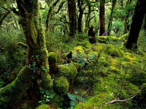 Có một New Zealand nguyên sơ và thanh bình - Ảnh 8. Có một New Zealand nguyên sơ và thanh bình - Ảnh 8.