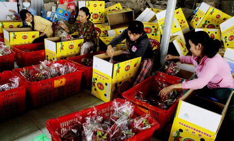 Trung Quốc tăng mua, nhiều loại trái cây tăng giá mạnh - Ảnh 1. Trung Quốc tăng mua, nhiều loại trái cây tăng giá mạnh - Ảnh 1.