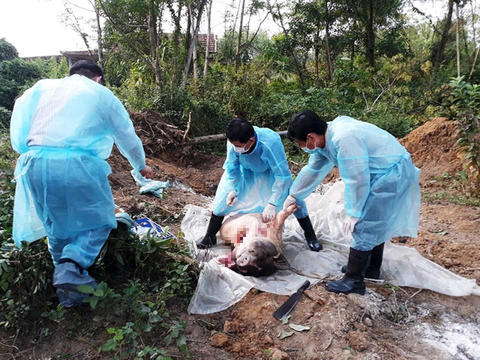 Dịch tả heo châu Phi lan tới Thừa Thiên - Huế, giám sát chặt xe chở heo vào Nam - Ảnh 1. Dịch tả heo châu Phi lan tới Thừa Thiên - Huế, giám sát chặt xe chở heo vào Nam - Ảnh 1.
