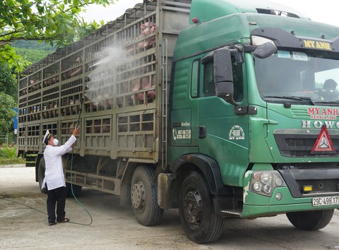 Dịch tả heo châu Phi lan tới Thừa Thiên - Huế, giám sát chặt xe chở heo vào Nam - Ảnh 3. Dịch tả heo châu Phi lan tới Thừa Thiên - Huế, giám sát chặt xe chở heo vào Nam - Ảnh 3.