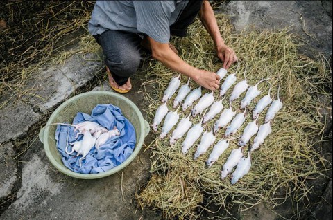Đặc sản thịt chuột của Việt Nam lên tạp chí National Geographic - Ảnh 1. Đặc sản thịt chuột của Việt Nam lên tạp chí National Geographic - Ảnh 1.