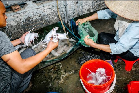 Đặc sản thịt chuột của Việt Nam lên tạp chí National Geographic - Ảnh 6. Đặc sản thịt chuột của Việt Nam lên tạp chí National Geographic - Ảnh 6.
