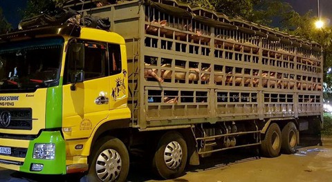 Báo động dịch tả heo châu Phi: không hỗ trợ phù hợp sẽ lây lan rất cao - Ảnh 3. Báo động dịch tả heo châu Phi: không hỗ trợ phù hợp sẽ lây lan rất cao - Ảnh 3.