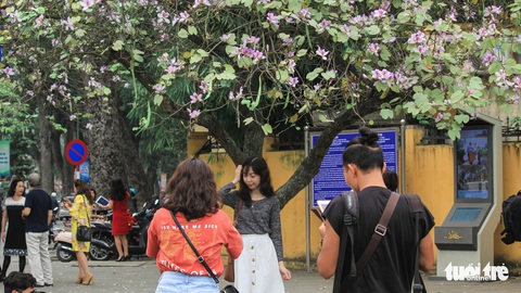 Tháng 3 hoa ban tràn về Hà Nội - Ảnh 7. Tháng 3 hoa ban tràn về Hà Nội - Ảnh 7.