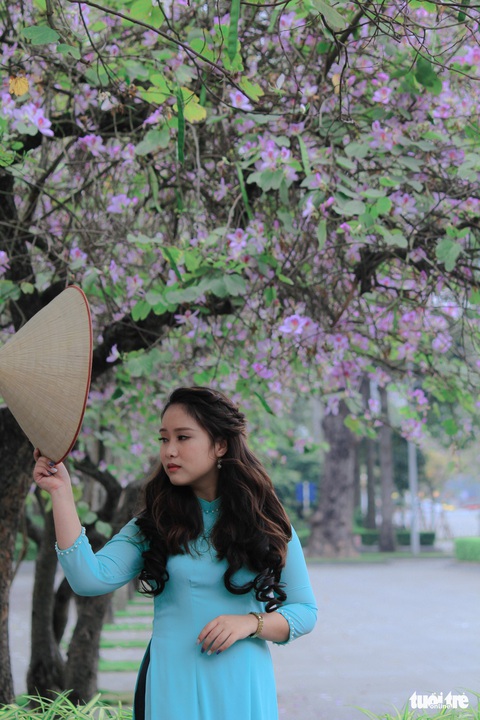 Tháng 3 hoa ban tràn về Hà Nội - Ảnh 5. Tháng 3 hoa ban tràn về Hà Nội - Ảnh 5.