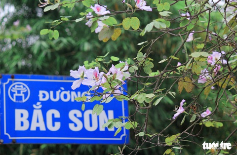 Tháng 3 hoa ban tràn về Hà Nội - Ảnh 1. Tháng 3 hoa ban tràn về Hà Nội - Ảnh 1.