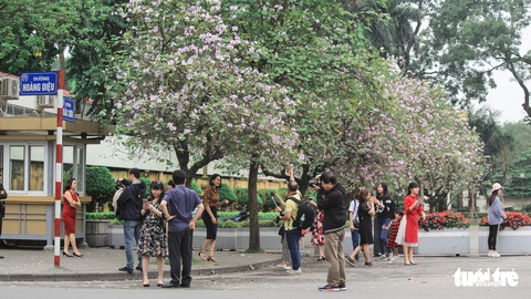 Tháng 3 hoa ban tràn về Hà Nội - Ảnh 4. Tháng 3 hoa ban tràn về Hà Nội - Ảnh 4.