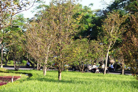 Huế - thành phố bốn mùa hoa không nhất thiết chỉ hoa thật? - Ảnh 2. Huế - thành phố bốn mùa hoa không nhất thiết chỉ hoa thật? - Ảnh 2.