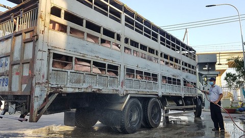 Báo động dịch tả heo châu Phi: không hỗ trợ phù hợp sẽ lây lan rất cao - Ảnh 1. Báo động dịch tả heo châu Phi: không hỗ trợ phù hợp sẽ lây lan rất cao - Ảnh 1.