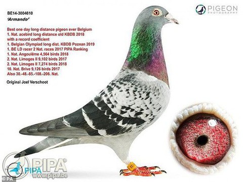 Mục sở thị siêu bồ câu được trả giá kỷ lục 32 tỉ đồng - Ảnh 1. Mục sở thị siêu bồ câu được trả giá kỷ lục 32 tỉ đồng - Ảnh 1.