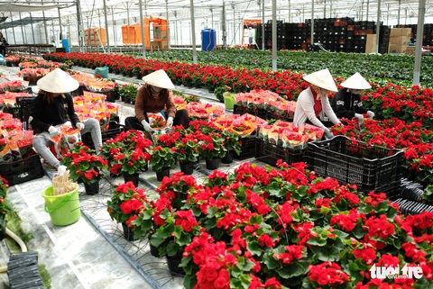 Quy hoạch Lâm Đồng có 19 đô thị, Đà Lạt là đô thị loại I - Ảnh 2. Quy hoạch Lâm Đồng có 19 đô thị, Đà Lạt là đô thị loại I - Ảnh 2.
