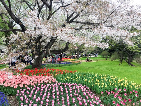 Tour tháng 5 tham dự sự kiện trọng đại của Nhật Bản - Ảnh 4. Tour tháng 5 tham dự sự kiện trọng đại của Nhật Bản - Ảnh 4.